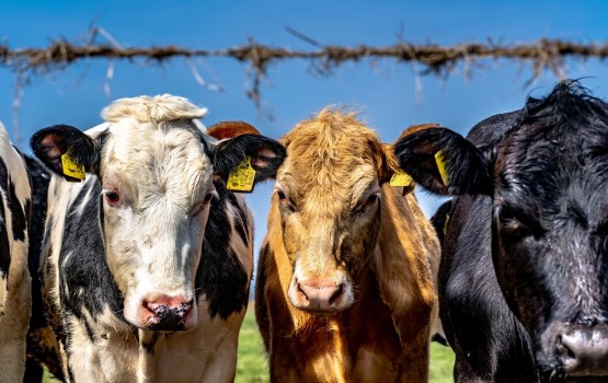 ������������� �������� ������� �������� �������������