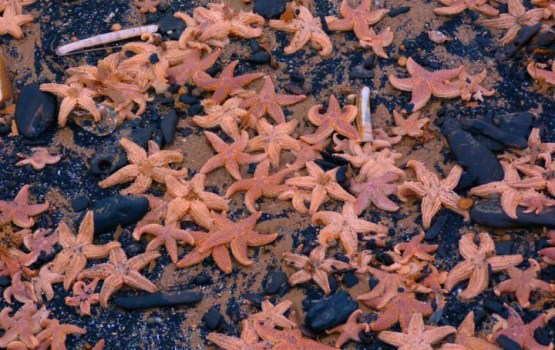 ���������� ��������� ������� �������� �������� ����� ������