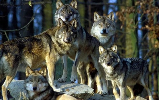 ���������: ����� � ����!