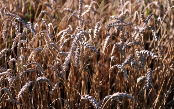 ����������������� ������� � ������ �� ��� ���������� �� 21%