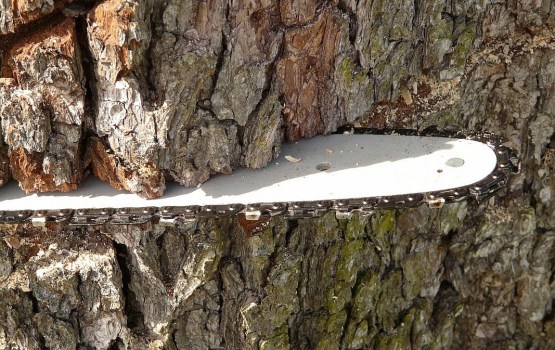 ��� �����: ������ �������� ��������� ����?�