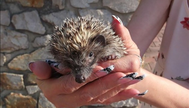 �� ����������� � ������������ ����: ��� ����, ������� � ��������