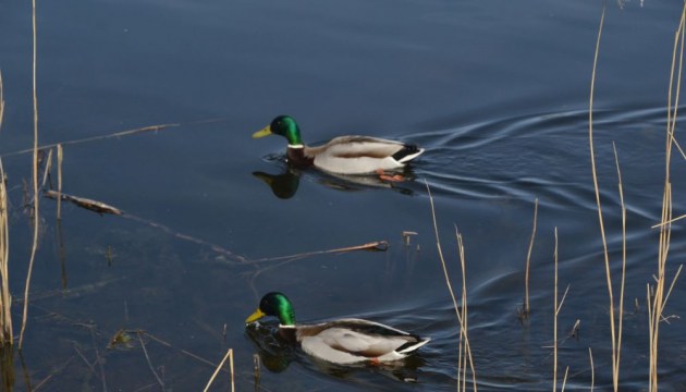 ���������� � ���������� ����� (����)