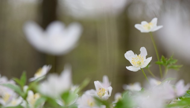 �� ������� ����� ��������