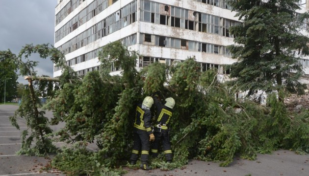 Стихия валила деревья на дороги и автомобили