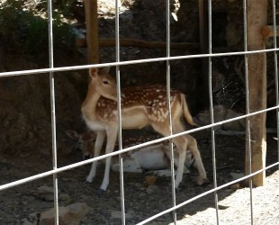 ���� ������������