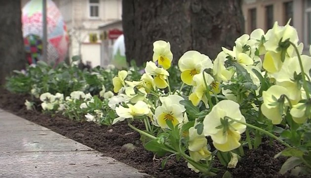А вам нравится зеленое убранство города?