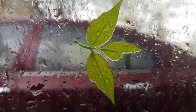 На выходных: граничащий с бурей ветер, водителей предупреждают об опасности падающих деревьев