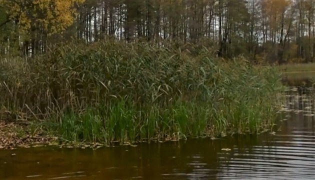 В городские водоемы запустили карпа