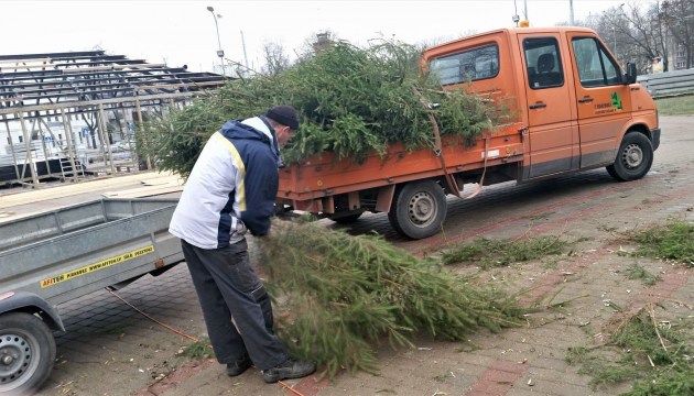 На площади Виенибас: 500 елочек и чеченец из Австрии, который монтирует каток