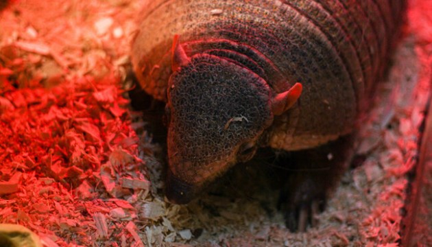 ����������� ������ ����� ���� � ����� (������������)