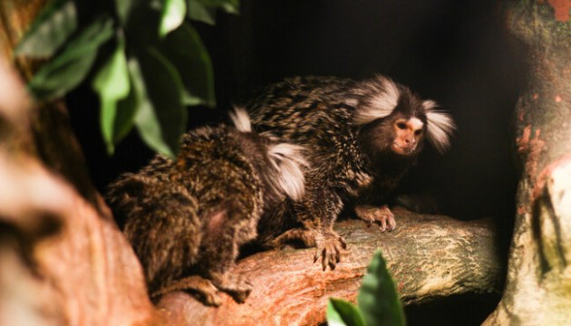 ����������� ������ ����� ���� � ����� (������������)