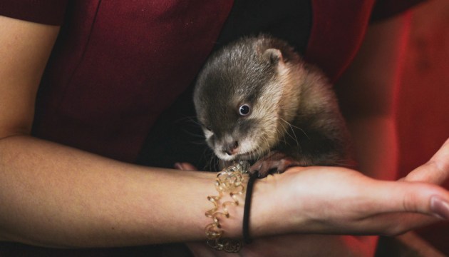 ����������� ������ ����� ���� � ����� (������������)