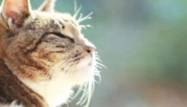 16 января в Даугавпилсе +6 градусов