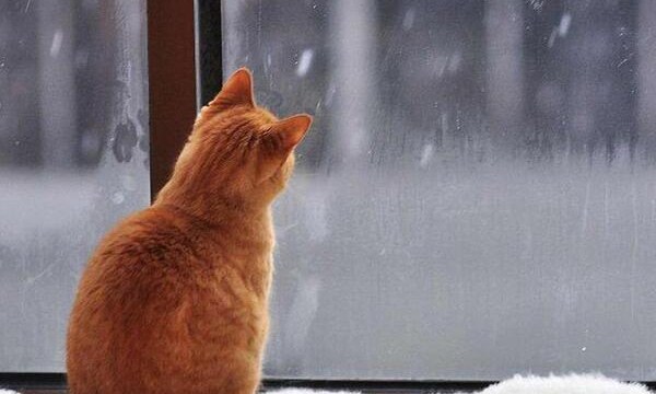 �� ���� ������ ��������� ������������ ������