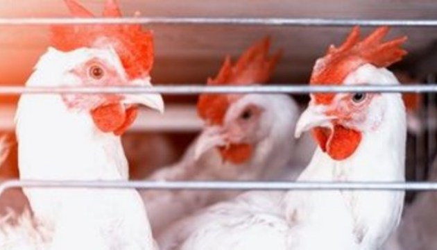 Из-за угрозы птичьего гриппа - усиленные проверки на птицефермах 
