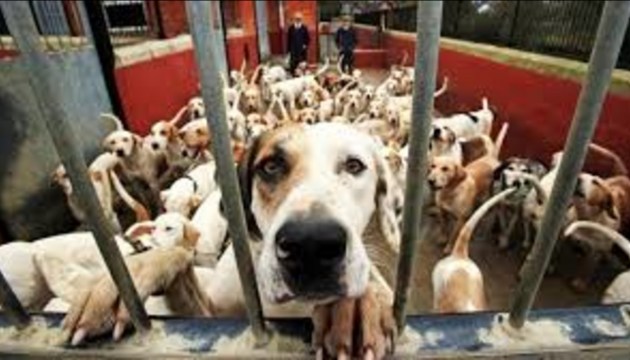 Ветеринары сообщат о “плохих хозяевах” животных в ПВС