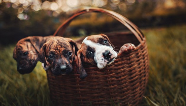 ����� ������ ����������� �������