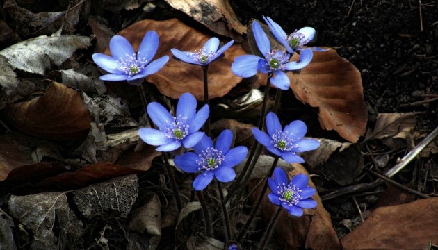 � ����������� ����� ����������