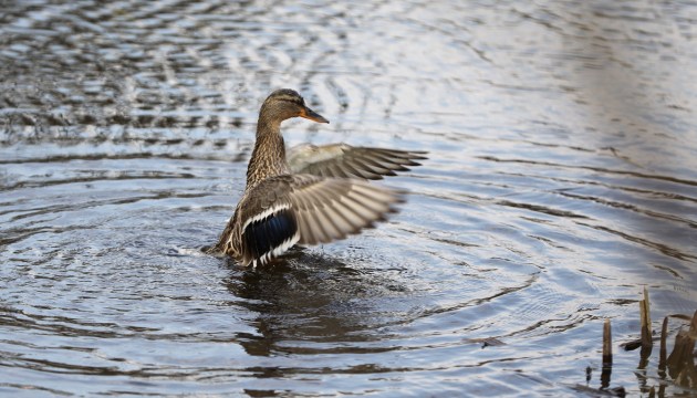 �� ���� ������ ��������� ����������