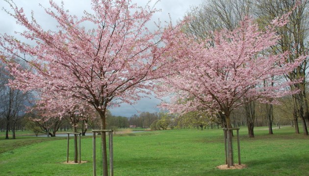 ������� ��� ������ ������ � ��������