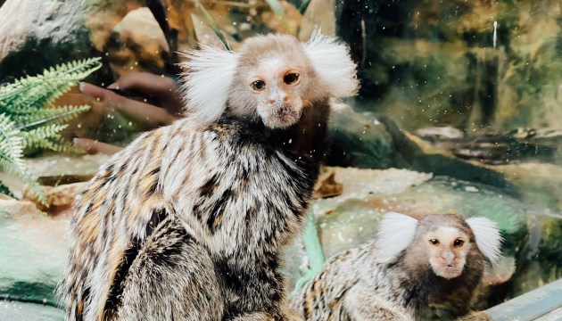 ��������� ������� ����� ���� ������ (������������)