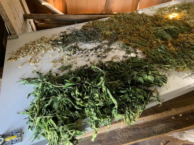 Полиция нашла теплицу с марихуаной