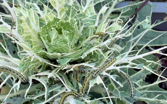 ��������: ��������� ������ � ����������� ������