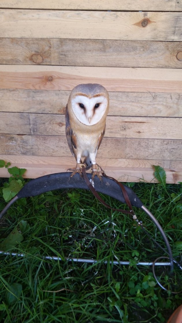 Raptors park: ��� �������� � �������