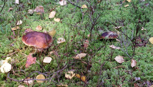 ����������� �� �����, �� ��������... �������!