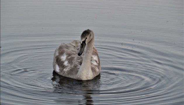 ������: ��������� ����� ������ (�����)