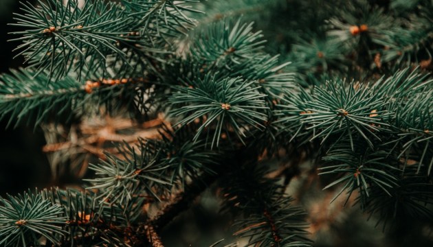 Уличная торговля елками: только в двух местах и по будням