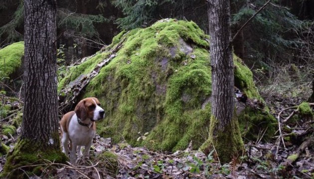 � �������� ������ ����� ����������� �����