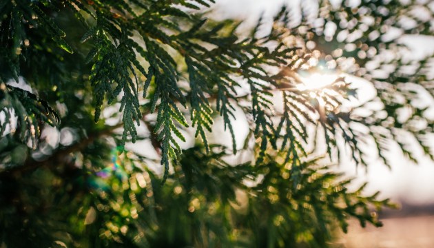 ���������� ���� ����� ���������