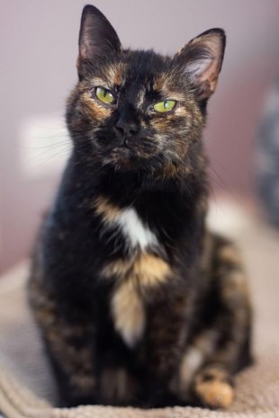 ��� �������� ���� ���