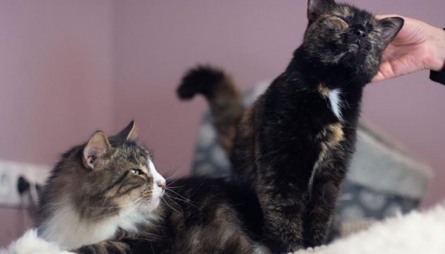 ��� �������� ���� ���