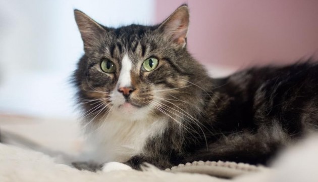 ��� �������� ���� ���