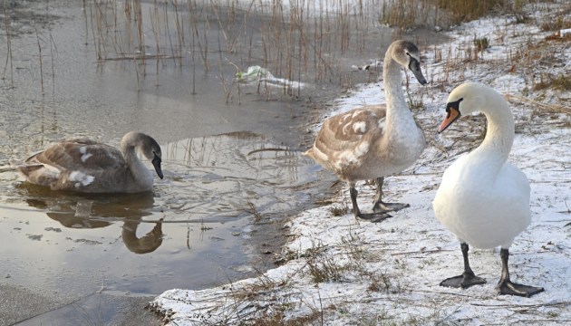 Лебеди на Стропском озере: самоуправление поможет только в экстренной ситуации