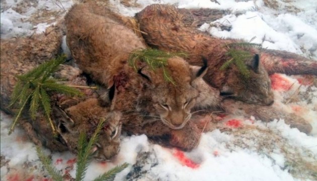 ��������� ����� ��������������� �����������. ���������������� �������� ������� ��������