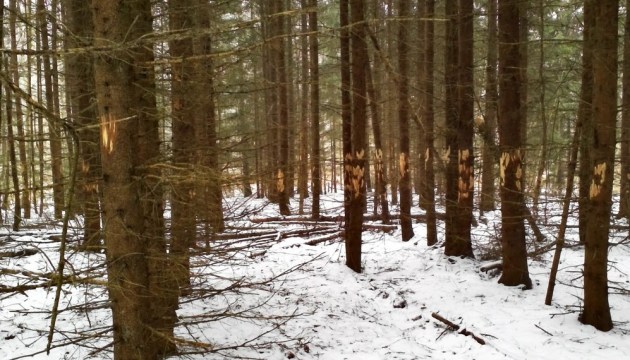 ��������: ����� ��� ����!