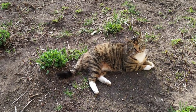 На Химии травят котов?