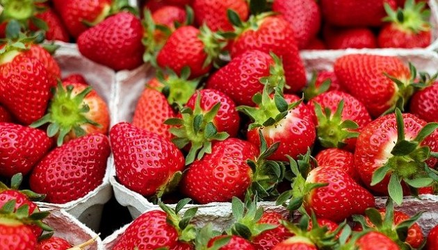 Зарплаты до 1500 евро в месяц: латвийские фермеры заманивают «на клубнику» — никто не идёт