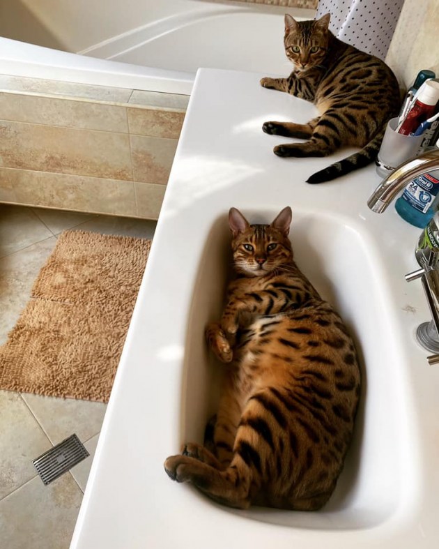 Коты в жару оккупировали балконы и ванны