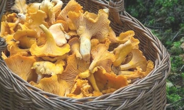 ����������� ���� ���� ������ ������ (����)