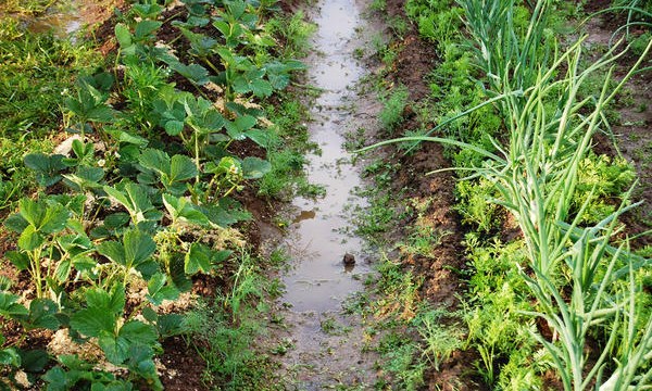 ����� ��� ����� � � �������