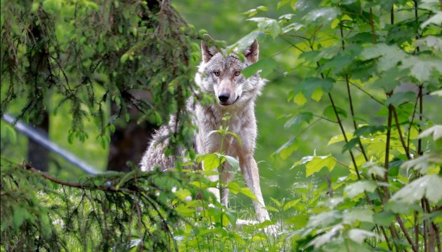 ����� ������������� ��������� ������: � ������ ���� ��� ������� ��� 38 ��������