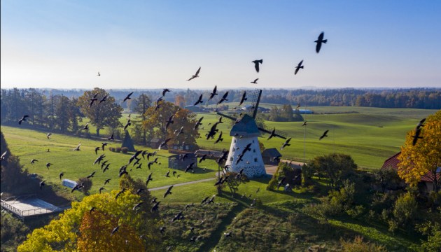 Исследование орнитологов: птицы в Европе - в смертельной опасности