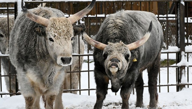 � ������� �������� �� ���� ������ ���������� "������ ����"