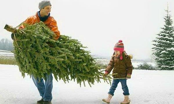 Где и как срубить елку на Новый год
