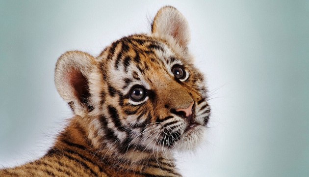 ��� �� ������������� �������� ��� ������������ �����, �������� ��� �����-2022?